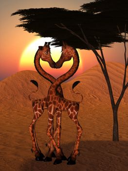 giraffes wedding in the sunrise