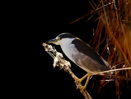 Closeup of a Black-Crowned Night-Heron (Nyticorax nyticorax)