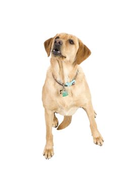 Labrador puppy sitting attentively, isolated over a white background