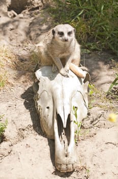 Meerkat sitting on a skull