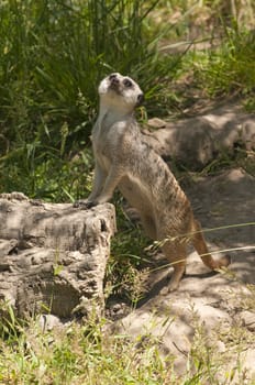Meerkat standing on a rock to get a better view
