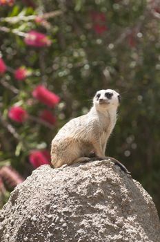 Meerket sentry watching for danger