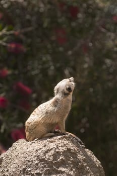 Meerket looking skyward for danger