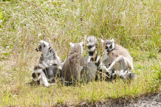 Ring-tailed Lemur family in the grass 