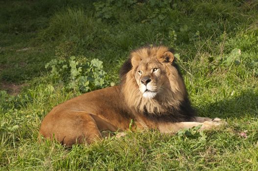 Male Lion (panthera Leo) resting after a meal