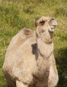 humorus looking camel chewing on something