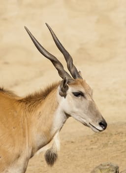 young taurotragus derbianus or common Eland, the largest of the African antelope