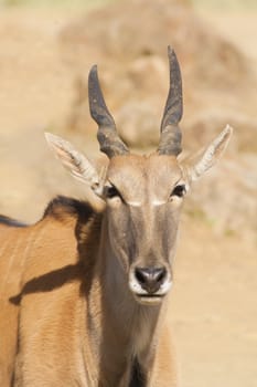 young taurotragus derbianus or common Eland, the largest of the African antelope