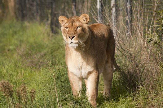 Lioness stalking prey with a concentrated look