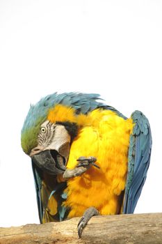 A colorful macaw perched on a log preening