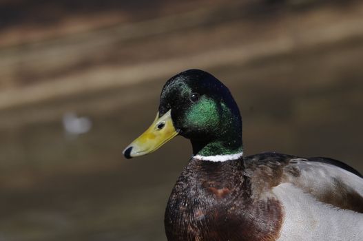 Male Mallard duck