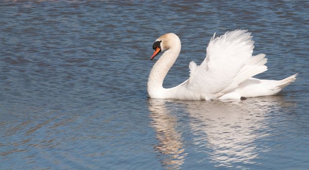Male mute swan (cob) reflected in the water 