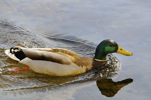 Male Mallard duck swimming in clear pond water with reflection creating his own wake