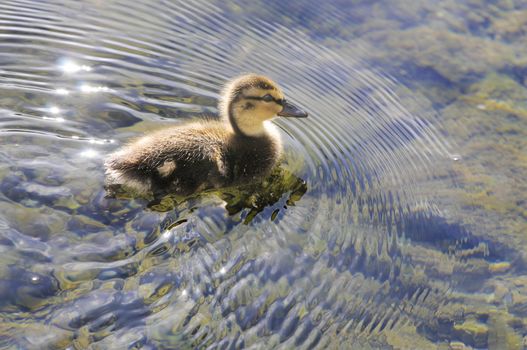 Young duckling swimming and making it's own wake in a shallow pond 