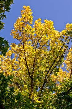 Trees with multi colored leaves  in a park during the months of fall.