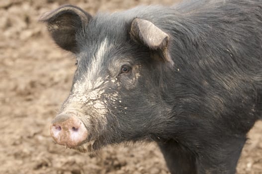 closeup of a pig 