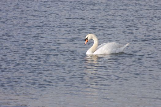 Closeup of a Male (Cob) Mute Swan (Cygnus Olor)
