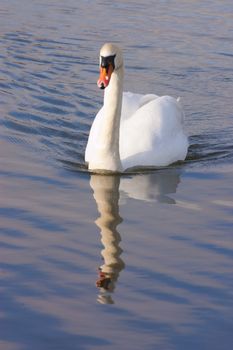male Swan (Cob) swimming towards the camera