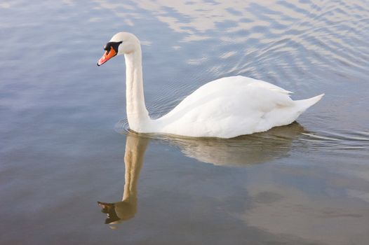 Male (Cob) swan (cygnus olor) reflected while swimming in a lake