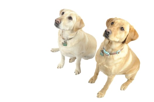 A pair of  female White Labrador dog looking quizzically as they waits over white