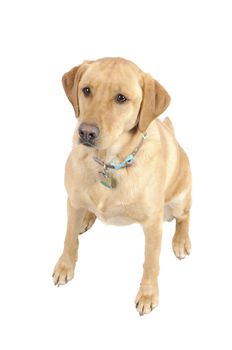 A female White Labrador dog looking quizzically- isolated on white
