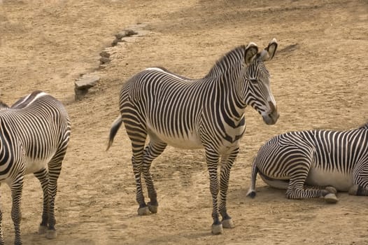 Group of Zebras