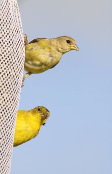 a male and female Lesser Goldfinch at a feeding sack