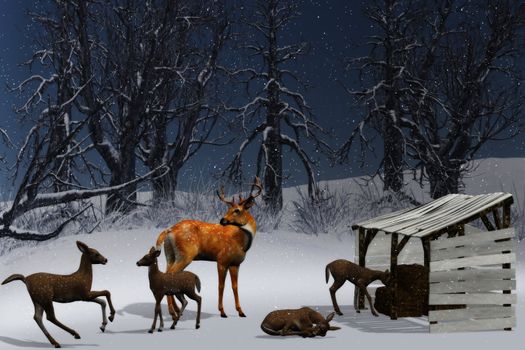 Feeding of deer in a winter landscape