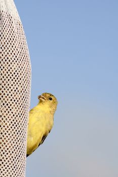 young male Lesser Goldfinch (Carduelis psaltra) a Passiformes of the Fringillidae veriety