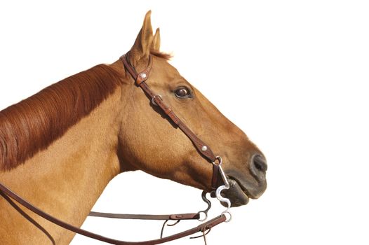 horse with wild eyed look , isolated on white