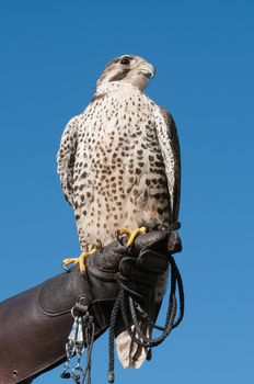 Falconer with a Peregrine falcon on a gloved hand