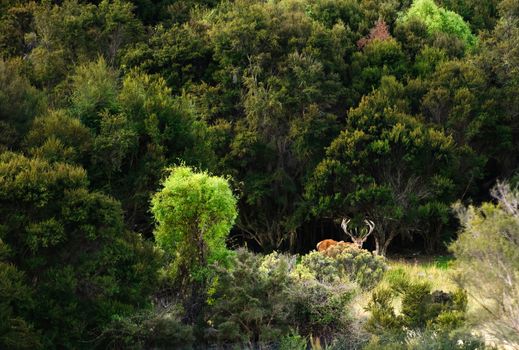 deer at Alpine Red in the Seaward range near Kaikora, New Zealnd's South Island