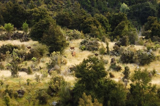 male Red Deer (Stag) with several hinds (females) watching for danger