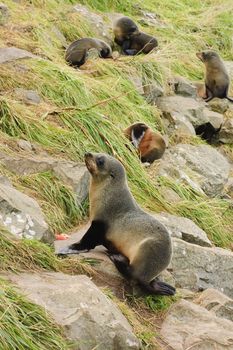 New Zealand Sea Lion (Phocarctos hookeri) colony resting on rugged shoreline in New Zealand's South Island