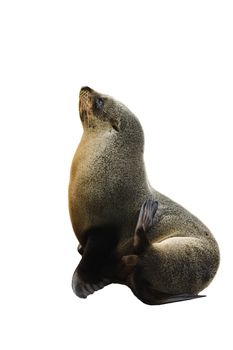 young New Zealand sealion isolated on white background