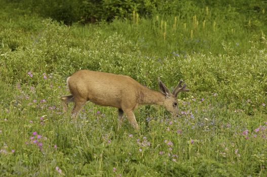Young male mule deer (odocoilus hemionus) walking  in a field of wildflowers in Yellowstone national park