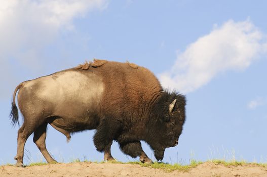 Iconic American Buffalo skylined in Yellowstone National Park