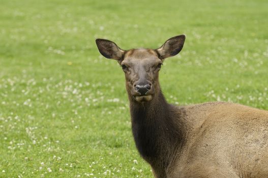 Close-up of a cow elk in Yellowstone National Park