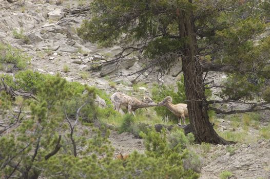 Pair of Rocky Mountain sheep (Bighorn Rams) squaring up nose to nose, checking each other out
