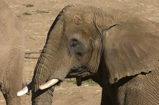 African Elephants closeup