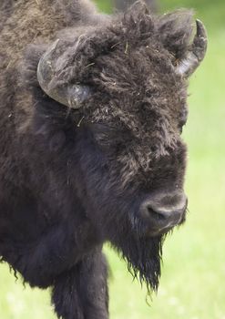 Yellowstone park, the iconic buffalo in close up