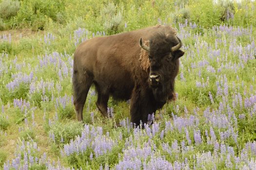 North American Bison in Yellowstone park