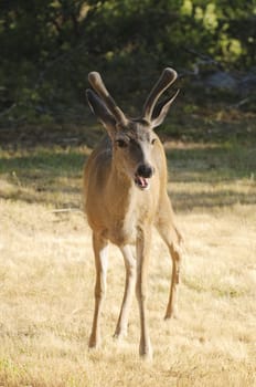 young blacktail buck caught with  mouth open as he was calling out