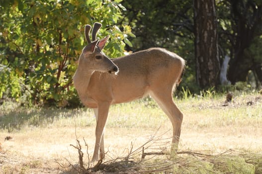 Californian Black-tailed buck in velvet, backlit by the sunlight, looking behind himself having heard a noise 