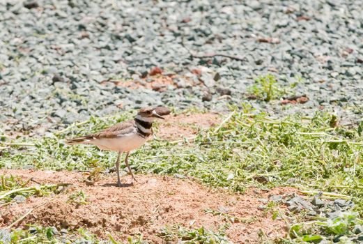 Killdeer (charadrius vociferus), the most widespread plover in North America