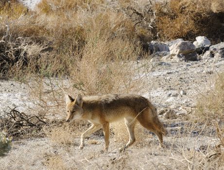 Coyotes in Death Valley