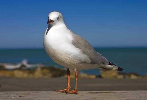 closeup of  New Zealand Gull