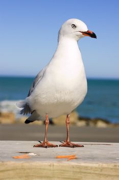 New Zealand gull standing on rail with ocean behind