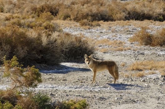 Coyotes in Death Valley