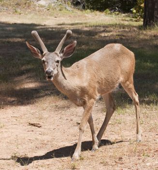 closeup of a male (buck) Black-tailed deer indigenous to California still in velvet